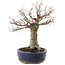 Zelkova serrata, 19 cm, ± 20 Jahre alt