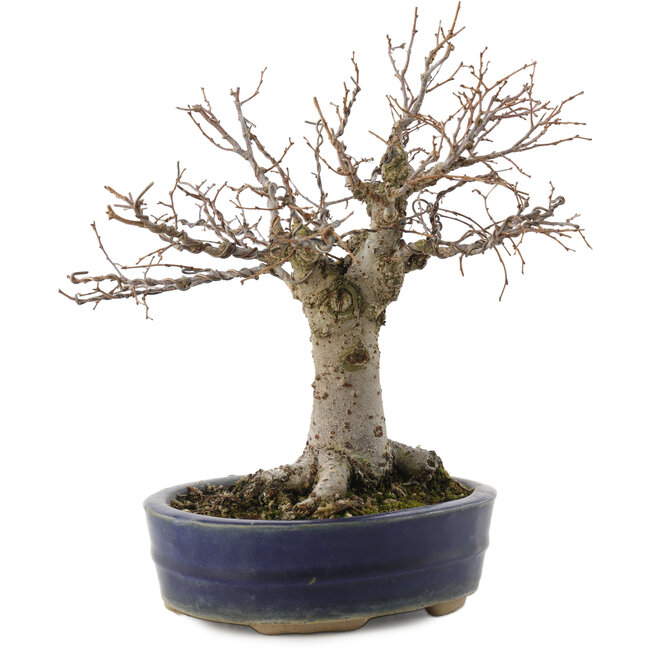 Zelkova serrata, 19 cm, ± 20 anni