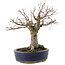 Zelkova serrata, 19 cm, ± 20 Jahre alt