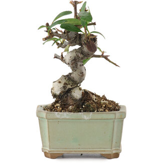 Pyracantha, 8,5 cm, ± 8 years old