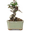 Pyracantha, 8,5 cm, ± 8 years old