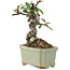 Pyracantha, 8,5 cm, ± 8 years old