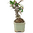 Pyracantha, 8,5 cm, ± 8 years old