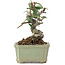 Pyracantha, 8,5 cm, ± 8 years old