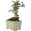 Pyracantha, 8,5 cm, ± 8 years old