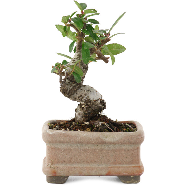 Pyracantha, 9,5 cm, ± 8 anni