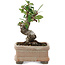 Pyracantha, 9,5 cm, ± 8 years old