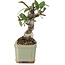 Pyracantha, 8,5 cm, ± 8 jaar oud