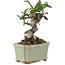 Pyracantha, 8,5 cm, ± 8 years old