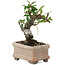 Pyracantha, 9,5 cm, ± 8 years old