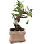 Pyracantha, 9,5 cm, ± 8 years old