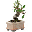 Pyracantha, 9,5 cm, ± 8 years old