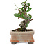 Pyracantha, 9,5 cm, ± 8 jaar oud