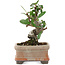 Pyracantha, 9,5 cm, ± 8 years old