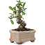 Pyracantha, 9,5 cm, ± 8 years old