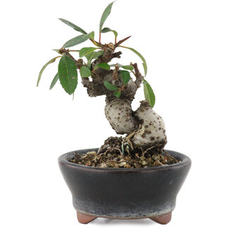 Pyracantha, 7 cm, ± 8 jaar oud