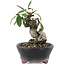 Pyracantha, 7 cm, ± 8 years old