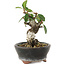 Pyracantha, 7 cm, ± 8 years old