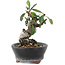 Pyracantha, 7 cm, ± 8 years old