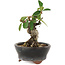 Pyracantha, 7 cm, ± 8 years old