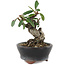 Pyracantha, 7 cm, ± 8 years old