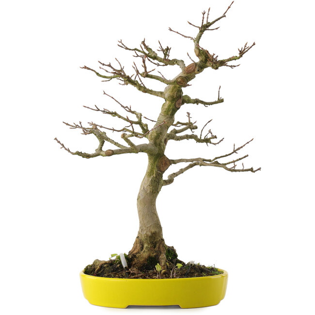 Acer buergerianum, 33 cm, ± 20 ans