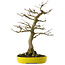 Acer buergerianum, 33 cm, ± 20 jaar oud