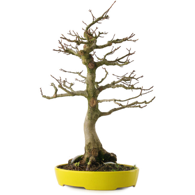 Acer buergerianum, 33 cm, ± 20 jaar oud