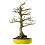 Acer buergerianum, 33 cm, ± 20 anni
