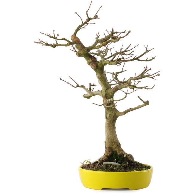 Acer buergerianum, 33 cm, ± 20 jaar oud