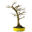 Acer buergerianum, 33 cm, ± 20 jaar oud