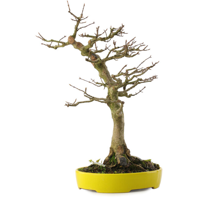 Acer buergerianum, 33 cm, ± 20 ans