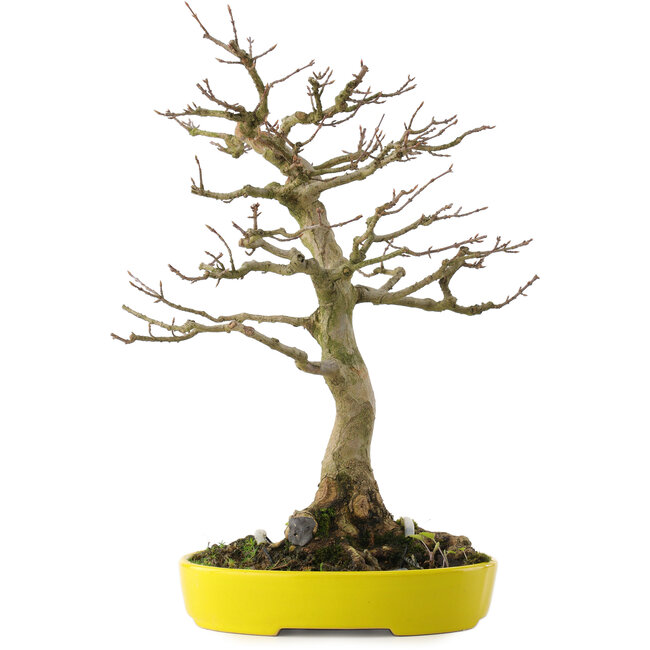 Acer buergerianum, 33 cm, ± 20 años