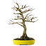 Acer buergerianum, 33 cm, ± 20 ans