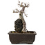 Acer buergerianum, 26,5 cm, ± 20 jaar oud