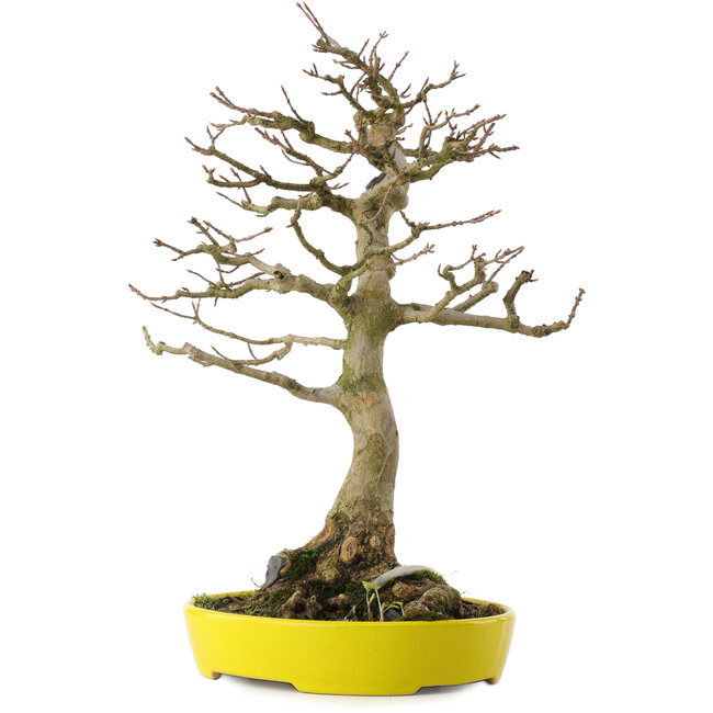 Acer buergerianum, 33 cm, ± 20 ans