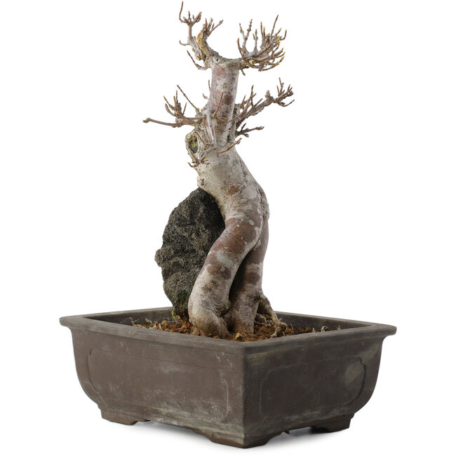 Acer buergerianum, 26,5 cm, ± 20 años