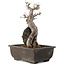 Acer buergerianum, 26,5 cm, ± 20 jaar oud