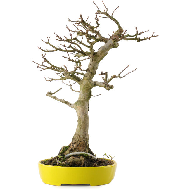 Acer buergerianum, 33 cm, ± 20 anni