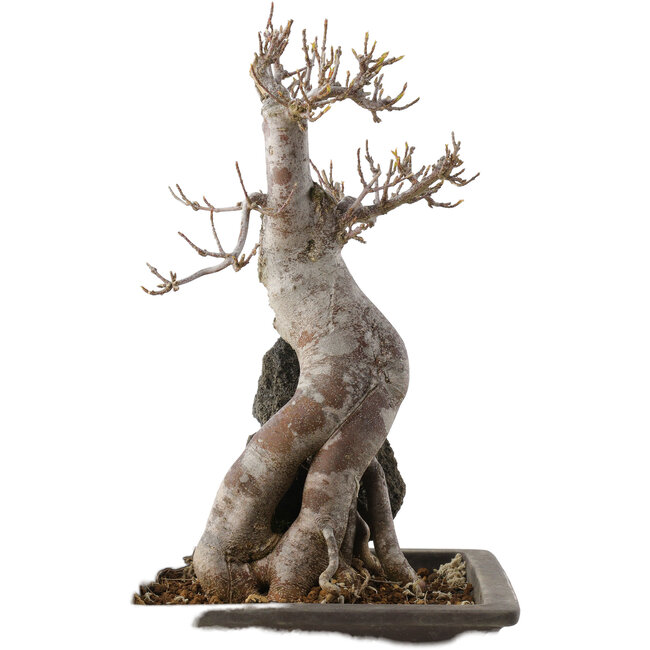 Acer buergerianum, 26,5 cm, ± 20 ans