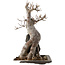 Acer buergerianum, 26,5 cm, ± 20 jaar oud