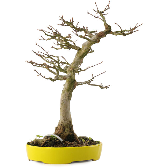 Acer buergerianum, 33 cm, ± 20 anni