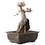 Acer buergerianum, 26,5 cm, ± 20 jaar oud