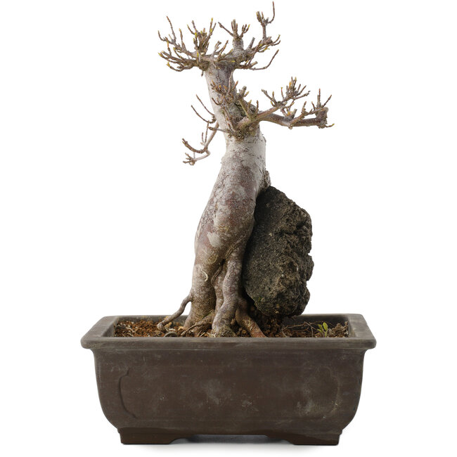 Acer buergerianum, 26,5 cm, ± 20 jaar oud