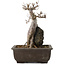 Acer buergerianum, 26,5 cm, ± 20 jaar oud