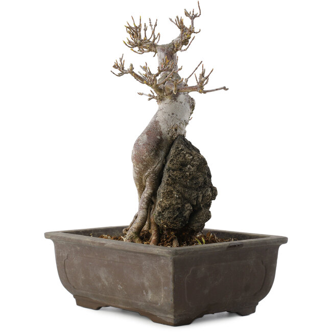 Acer buergerianum, 26,5 cm, ± 20 ans