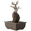 Acer buergerianum, 26,5 cm, ± 20 jaar oud