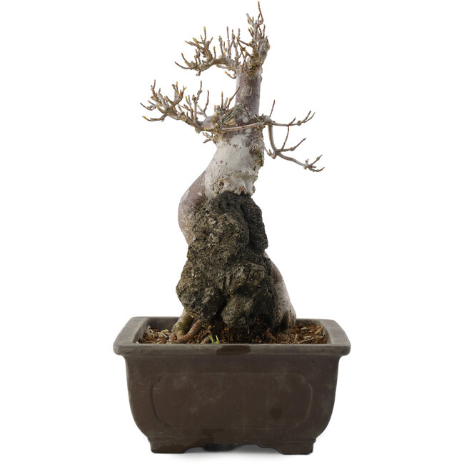 Acer buergerianum, 26,5 cm, ± 20 years old