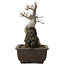 Acer buergerianum, 26,5 cm, ± 20 jaar oud