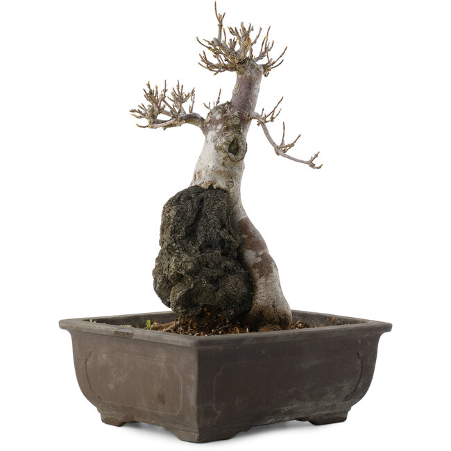 Acer buergerianum, 26,5 cm, ± 20 anni